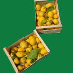 Italiaanse citroenen in kisten voor limoncello