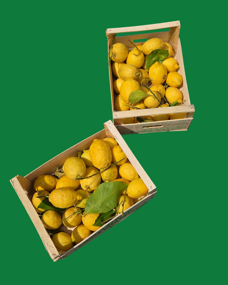 Italiaanse citroenen in kisten voor limoncello